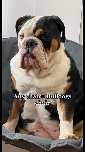Unique Traits of the Aussie Bulldog
