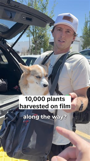 1.4K views | Mood matters, and BATCH gets it. Three blends, one purpose: feeling good. ‍♀️ Uplift – Brighten your day with a gentle spark ️ Hybrid – Unwind without going under ️ Original – Deep calm when you’re ready to switch off Perfectly dosed: magic made simple. | BATCH Co | Facebook