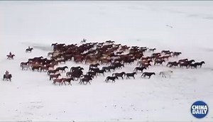 甘肃山丹: 马群在雪原上奔腾