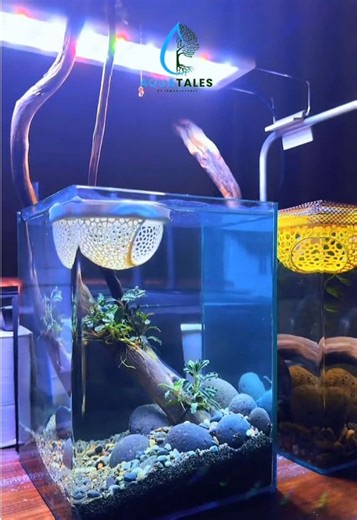 Tutorial membuat betta tank simple. #bettatank #bettafish #aquascape #nanotank #bettatok