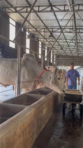 Processing bull farm serving lunch#bullfarm #food #shorts #foryou