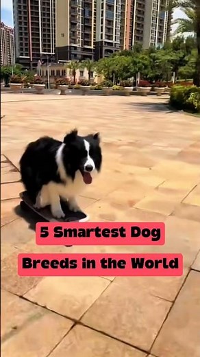 5 Smartest Dog Breeds in the World 🧠🐕