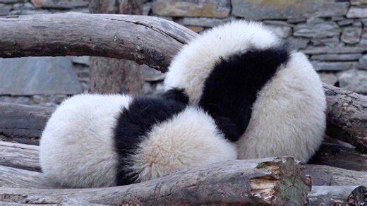 Panda twins cuddle at reserve in SW China