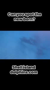 Swimming with a large pod of dolphins and a new born calf! Come see us for an unforgettable experience at shell island Panama City Florida #Attraction #ecotourism #marinelife #SpringBreak2025 #springbreak #panamacitybeach #fypシ゚viralシ #fypageシ #fypシ #trendingreelsvideo #PCB #dolphins | Shell Island Dolphin Tours LLC