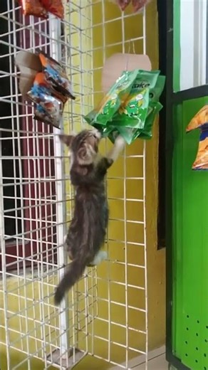 Kucing Bar bar😾😸✌🏻#feedshorts#funnycats#shorts