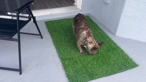 Fake Grass for Dogs - Artificial Pee Grass for Dog Potty Tray Training Pet Turf - Indoor and Outdoor Mat for Pet Training with Drainage Hole (39.4" X 19.7")