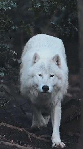 White Wolf Video Compilation