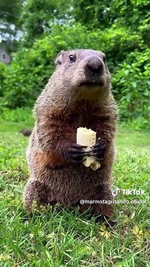 Marmota Gritando: Un Video Divertido de Animales