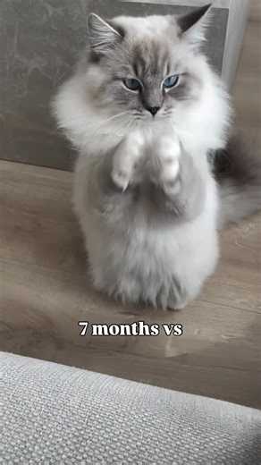 Fluffy, majestic, and full of personality ✨🐾 Siberian cats aren’t just beautiful—they’re incredibly affectionate. Known for their dog-like loyalty, they follow you from room to room and bond deeply with their families. If you love cuddles, this is your breed! #siberiancats #catbreeder #fluffycats #cattok #siberiankitten