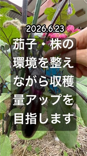 [Eggplant] How to Maximize Harvest by Utilizing High-Vigor Branches #EggplantCultivation