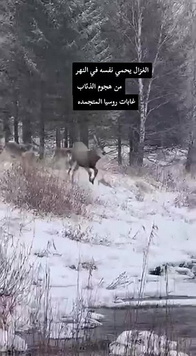 الغزال يحمي نفسه في النهر من هجوم الذئاب