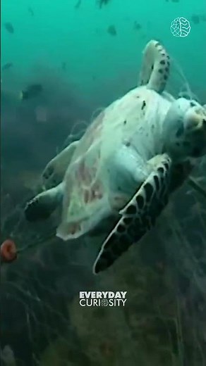 Leatherback Sea Turtle: The Ocean's Ancient Mariner