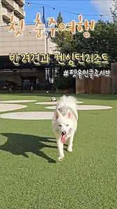 첫 충주여행을 강아지와 함께♡ #충주반값여행