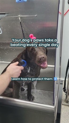 Take care of your dog's paws! #shorts