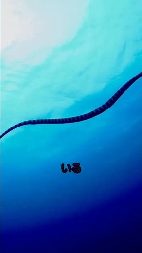 🎥 **「ウミヘビの知られざる秘密！魚なの？ヘビなの？」** 🐍🌊 #ウミヘビ #生物 #雑学 #プチ知識 #生態解説 #海の生き物 #毒 #shorts