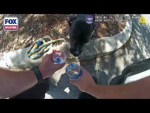 PAWFECT RESCUE 🐾: Police Officers In Lake County, Florida, Sprang Into Action Over To Rescue A Puppy