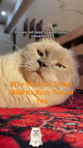 Why Cats Sleep With Their Back Facing You | A Science-Based Explanation