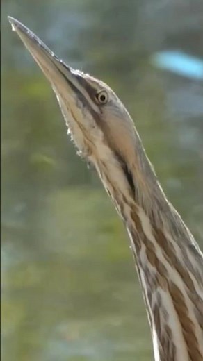 The Bird That Pretends to Be a Stick 🤯🪵 #bitterness