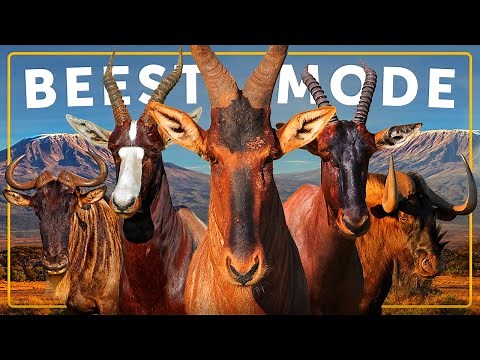 All 6 Species of Beest & The Greatest Migration on Earth