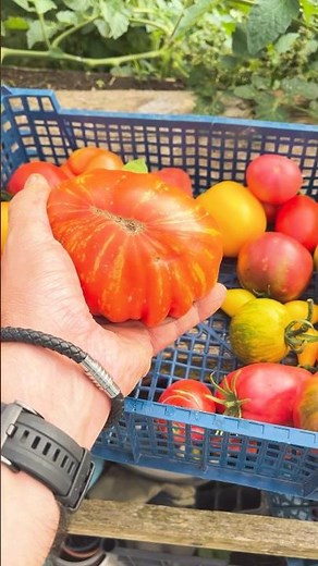 Tomate GEANTE : La Marmande de Montpellier 🍅 Récolte incroyable au potager !