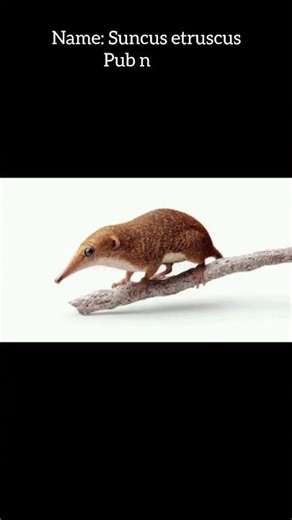 facts about The World's Smallest Mammal: Meet the Pygmy White-toothed Shrew #shorts
