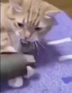 cat flashbang