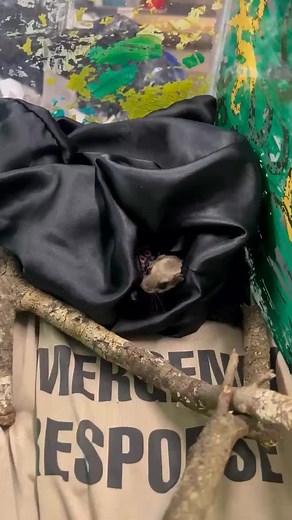 212 reactions · 4 comments | These two orphaned Southern Flying Squirrels are peeking for their next snack! #flyingsquirrels #wildlife | St. Francis Wildlife Association | Facebook