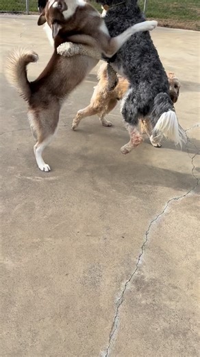 Diesel the #husky and Finn the #doodle became best buddies during their stay! | VIP Boarding Kennel