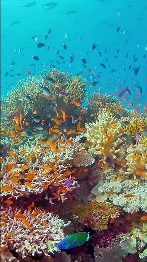 🌊 Fiji’s Underwater Paradise | Exploring the Vibrant Marine Life of the South Pacific 🐠
