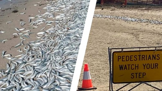 Spit fish kill: ‘It was stinking – yet people were swimming there’