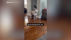 How Deaf Dog Uses Sign Language To Communicate