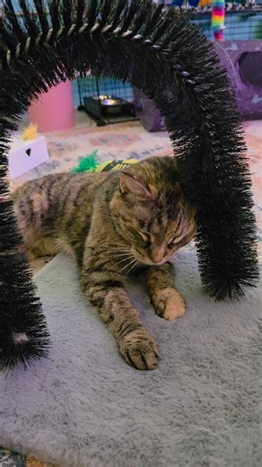 Nothing but queen energy from Sookie | R U Kitten Me