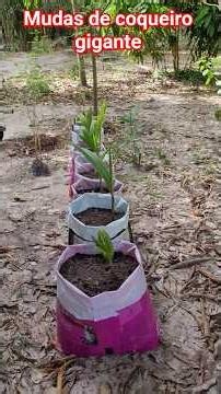 Plantando mudas de coqueiro gigante