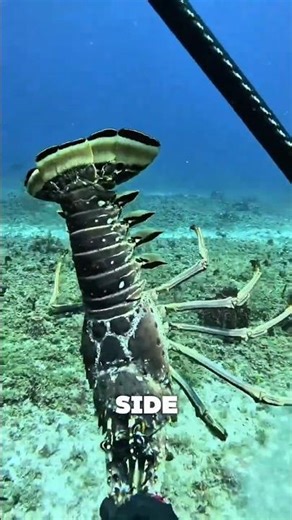 Lobster Still Fighting After Being Pulled Out #shorts #lobster #fishing