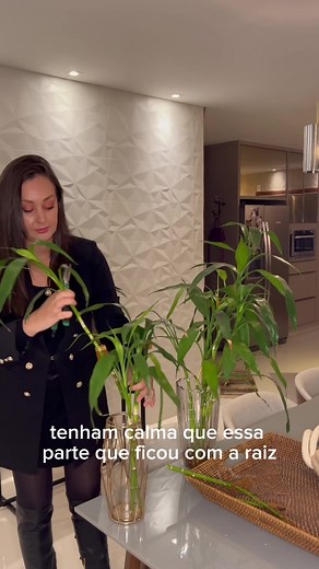 Como cuidar do Bambu da Sorte: Dicas de cultivo e manutenção