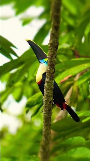 El Tucán: La Joya Exótica de la Selva Amazónica 🦜🌿