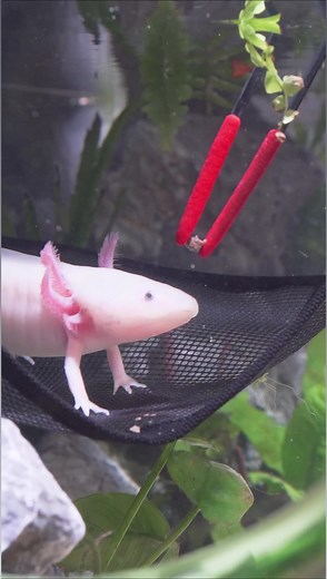 104K views · 2.4K reactions | Have You Seen a Cuter Face 梁 | Aquarium Info | Facebook