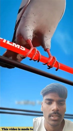 p यह कौन सा पक्षी है कमेंट में जरूर बतानादोस्तों, 🤔🤔#shorts