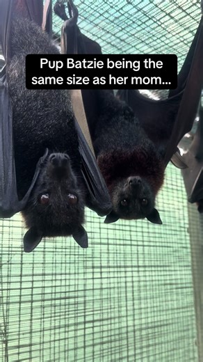 Meet Batzie: The Growing Malayan Flying Fox Pup