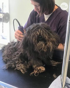 14K views | This dog's transformation is unbelievable. | USA TODAY Video | Facebook