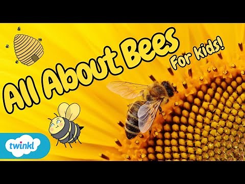 🐝 All about Bee Day and Bees