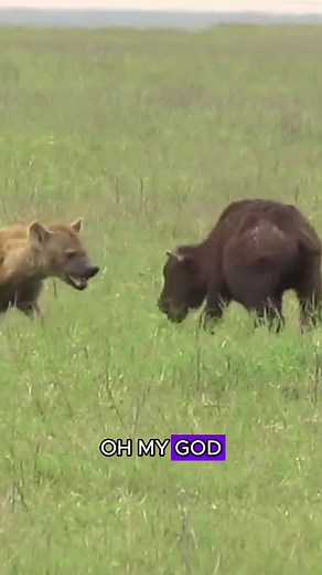 Hyenas Hunting Calves in the Wild