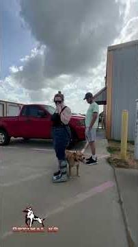 Did you know that loose leash walking and heel are two different behaviors? 🐾 #optimalk9 #dogtrainer