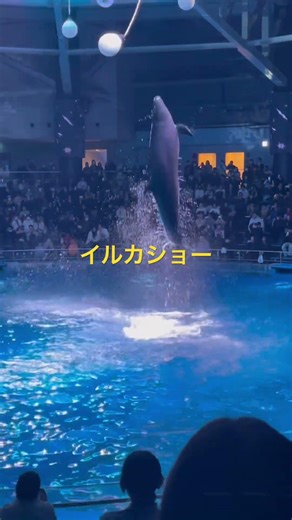 イルカショー #tokyo #japan #history #dolphin #jump #イルカ