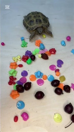 Turtle + Colorful Beads & Rosehip 🍓🐢 Satisfying ASMR #satisfying #oddlysatisfying #relaxing #asmr