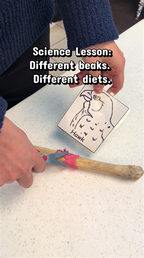 Exploring Bird Beaks Through Fun Science Activities