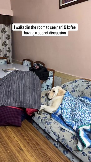 26K views · 1K reactions | Matlab mai koi outsider hun kya?? . . . . . . . (Dog reels, funny dogs, viral reels, reels of instagram, cute dogs) . . . . . . . . . #dogs #dogsofinstagram #dog #puppy #dogstagram #doglover #dogoftheday #doglife #doglovers #instadog #pets #puppylove #love #puppies #puppiesofinstagram #pet #dogsofinsta #cute #dogslife #petsofinstagram #cats #doggo #ilovemydog #animals #instagram #doglove #cutedogs #dogphotography #petstagram #reelitfeelit | KofeewithKanika | Facebook