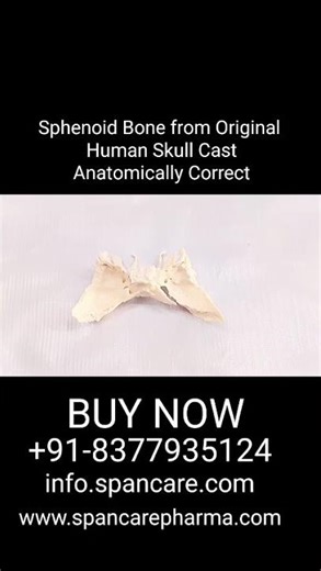 🧠 Sphenoid Bone – Anatomically Correct Human Skull Cast #shortvideo #doctors #trending#braintest