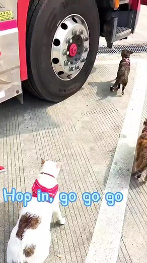 Hop in cats#cat #cutpet #catvideo #cats #cut #cut