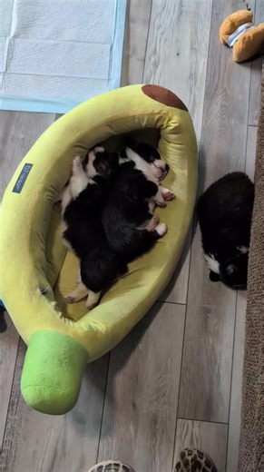 Corgis of Prairie Green on TikTok